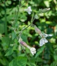 White Campion Ã¢â¬â Silene latifolia